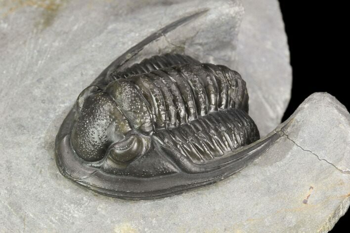Cornuproetus Trilobite Fossil - Ofaten, Morocco #125237